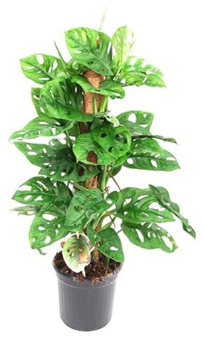 Monstera Monkey Leaf mit Moosstab - Fensterblatt-Lochpflanze Topf Ø 16 Höhe 75 cm luftreinigende Zimmerpflanze