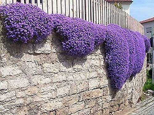 Buy4seeds 600 Seeds Flower aubrieta gracillis Rock cress Royal Useful for Garden and Outdoor