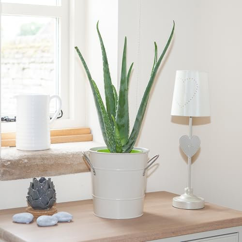 YouGarden Aloe Vera Houseplant in 14cm Pot, Established Plant 30-50cm Tall for Air Purifying, Aloe Gel Natural Healing