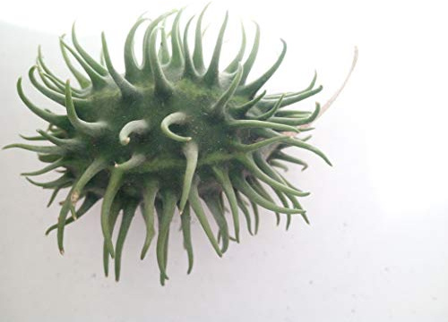 SEMI CETRIOLI ESOTICI -5 VARIETA'-MELOTRHIA SCABRA- CUCUMIS AFRICANUS-ECC.