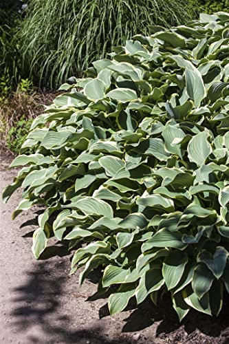 Hosta 'Francee' 13 cm Topf – Winterhart, Mehrjährig, Pflegeleicht – Funkie – Staude für Schattenbeet & Unterpflanzung