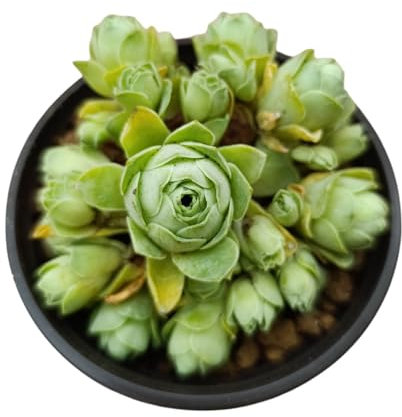 Greenovia dodentralis pianta grassa a forma di rosa succulenta crassula aeonium dodrantale Greenovia gracilis Sempervivum dodrantale Sempervivum gracile