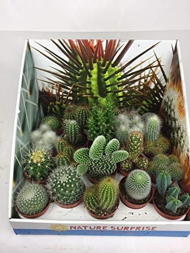 10 x Mixed Cactus Plants in 5.5cm Pot