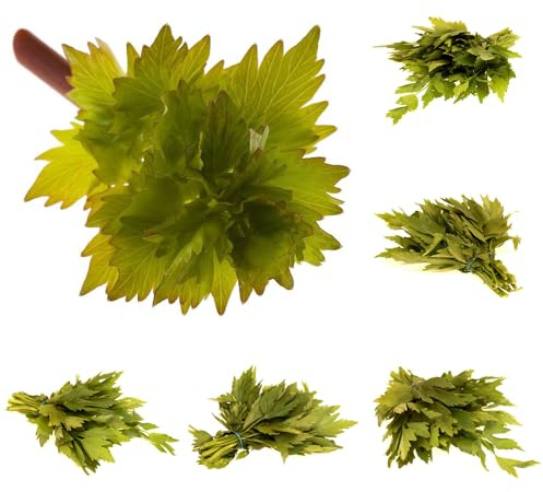 semi di levistico biologico - estremamente resistenti giardino pascolo decorazione esterni balconi 800pcs