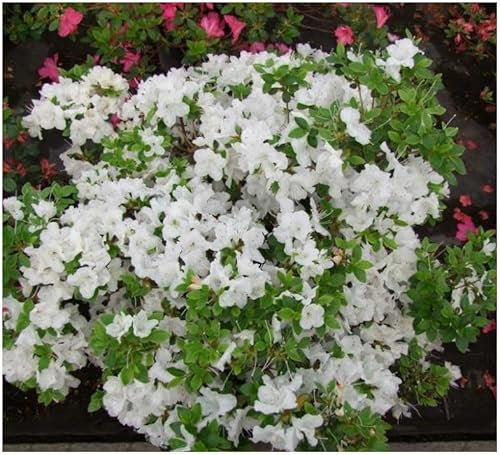 GrowOn Shrubs Dwarf Japanese Azalea Japonica 'Panda' | Evergreen Shrub | Outdoor Garden Ready Plant | Spring Flowering | White Flowers