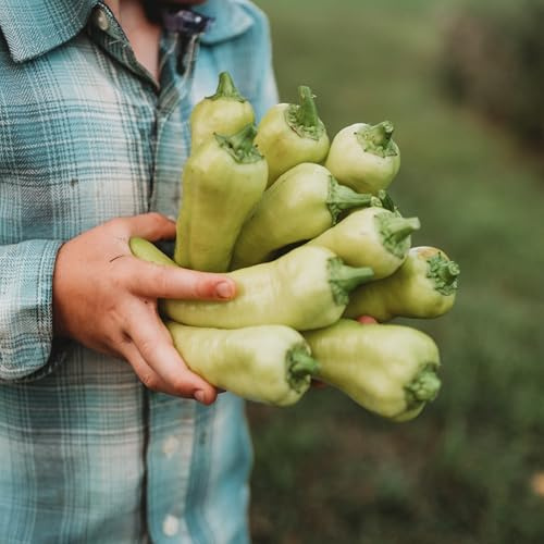 Banana Pepper 'Carliston'- 25 Seeds - Heirloom Turkish Pepper, USA-Grown, Non-GMO Sweet Banana Pepper Seeds for Planting Outdoors in The Home Garden, Thresh Seed Company