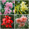 nuevas semillas frescas de flores de adelfa 100 piezas