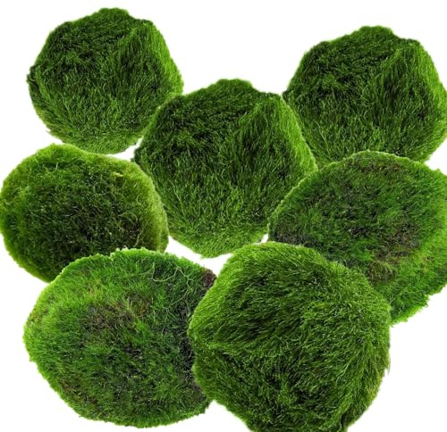 AquaBreedingSkill – Grand Format 3–4 cm – Lot de 7 Marimo Moss Balls – Plante Aquarium Vivante Naturelle | Filtre Biologique | Décoration Écologique | Entretien Facile | Idéal pour Nano Aquarium
