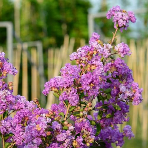 Vivai le Georgiche - Pianta vera di Lagerstroemia indica Nana Petite Orchid Lagerstroemia indica 'Monhid' Lillà delle Indie, Mirto crespo - vaso Ø 18 cm
