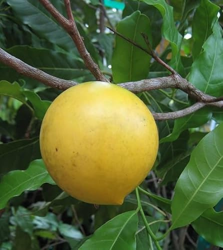 40 graines de fruits frais d'Abiu