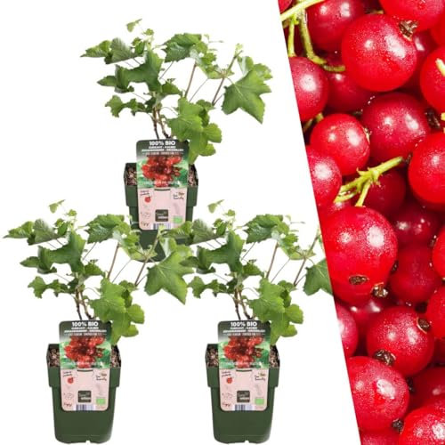 Plants by Frank | 3 Stachelbeeren Pflanzen | 100% Bio Obstpflanzen | Stachelbeeren | Gartenpflanzen | Winterharte Pflanzen Garten | Gartenpflanzen Winterhart