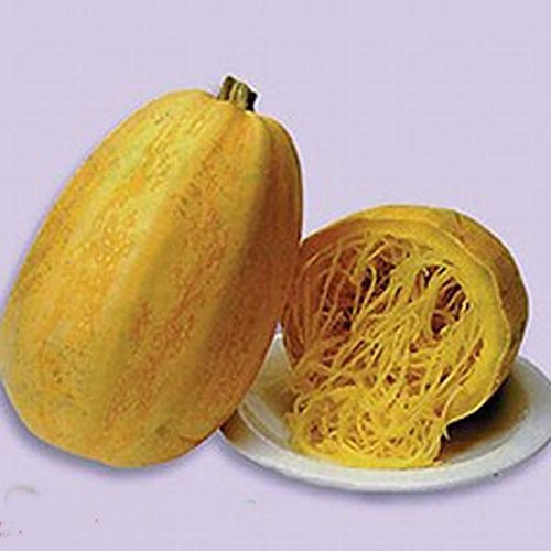 2 g / 20 graines de courge spaghetti de courgette Portsionnyy