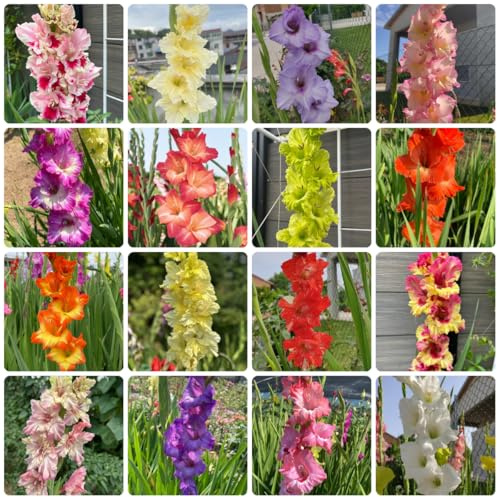 10bulbos Los de gladiolo son perennes y resistentes. tempranas de gladiolo para lugares soleados, jardín de acónito
