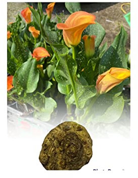 GARTHWAITE NURSERIES® : - 5 Zantedeschia Flame Calla (Arum) Lily Bulbs/Rhizomes Size 18/20 Orange Summer Flowering Perennial