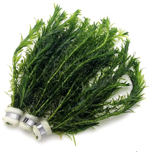 K2AQUA 3 Bunches 30 Stems Elodea Densa Live Aquarium Plants Oxygenating Weed Live Pond Plant Water Tank Aquatic Plants Egeria
