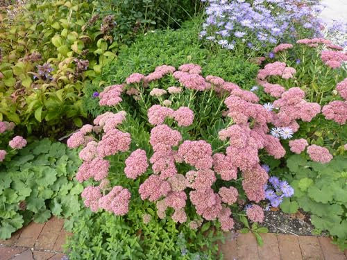 Fetthenne 'Herbstfreude'