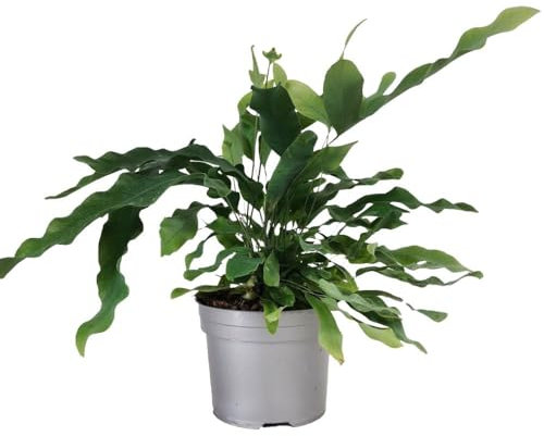 Helecho Azul Natural Planta Tropical para Interiores y Exteriores