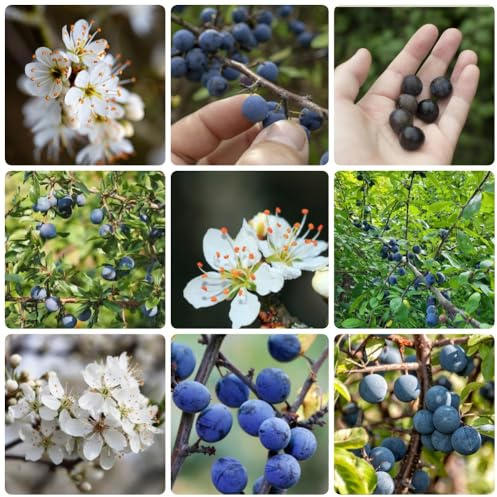 semi di prugnolo da frutto da giardino frutto colonnari esotico vecchie varietà balcone colonnari frutteto prugnolo colonnare nani, resistenti raro 100pcs