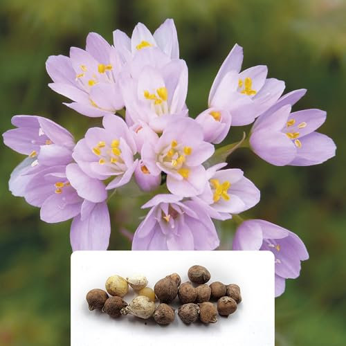 12 x Allium Roseum – Rosy Garlic – RHS Plants for Pollinators – Exquisitely Scented Pink Blooms – Perennial – Excellent Displays in Garden or Bouquets – for Your Beautiful Garden