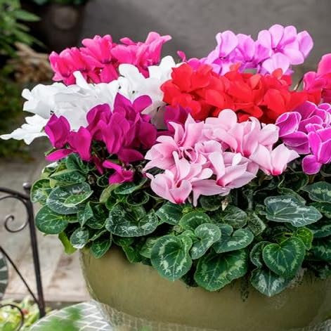 40 graines de fleurs de cyclamen mélangées