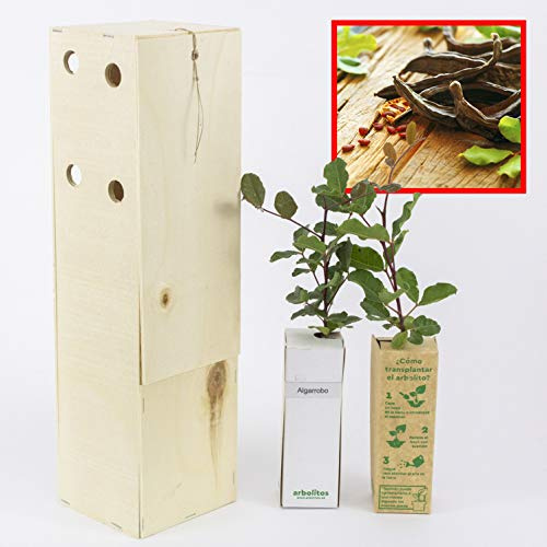 Caroubiers - Arbres Robustes Supportent Conditions Arides - Jeunes Pousses de 30 cm Reçues dans une Caisse en Bois Réutilisable – 2 Unités