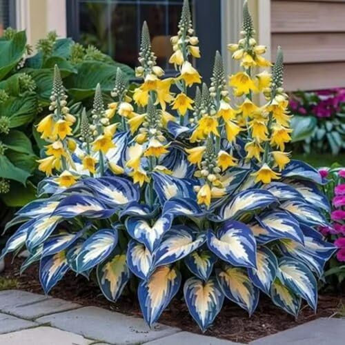 1000 Graines de Hosta Vivace | Résistantes au Froid | Fleurs d’Ombre pour Massifs, Jardins, Bordures – Attire Abeilles et Papillons (Jaune bleu)