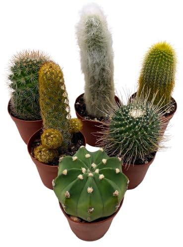 BubbleBlooms Mini Cacti Assortment, 6 Different Cacti in 2 inch pots, Tiny Cactus Set, Grower's Choice