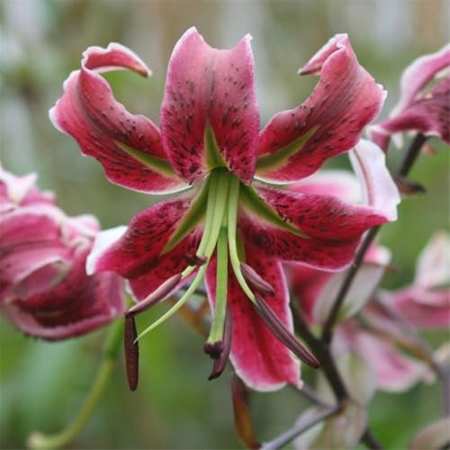 Lilien zwiebeln winterhart mehrjährig - lilien zwiebeln mix - lilium oriental-2zwiebeln-B
