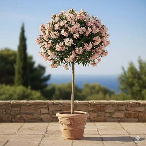 Oleander Provence kaufen - Eleganter 100cm Hochstamm