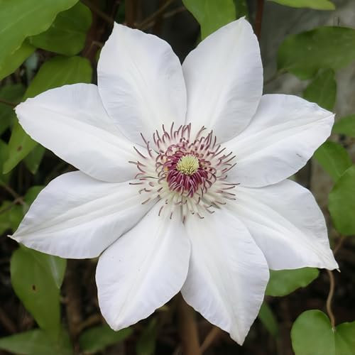 Clématite Miss Bateman 1L - Facile à cultiver et très résistant au gel