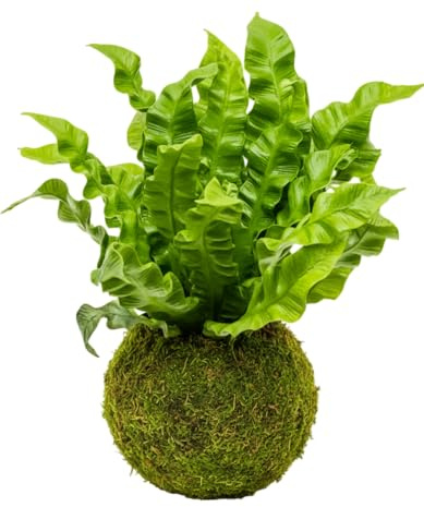 Kokedama Asplenium Helecho Nido de Ave Planta Viva de Interior | DECOALIVE Decoración Natural