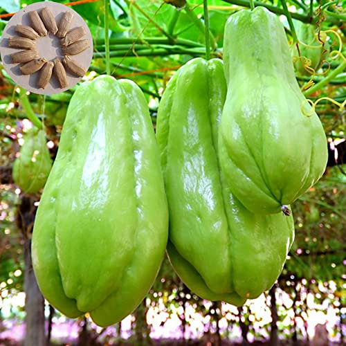 Oce180anYLVUK 50 teile/tasche chayote samen essbare gute Ernte frische ausgezeichnete Gartensamenproduktion für das Pflanzen Chayote-Samen