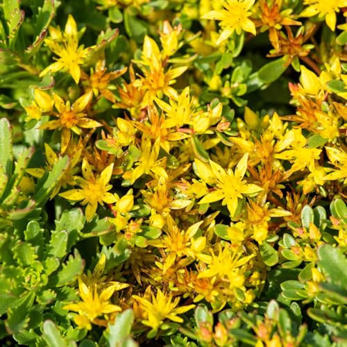 Gold-Fetthenne 'Weihenstephaner Gold', gelb, Topf 3 Liter