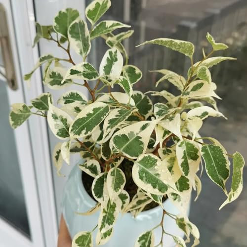 20 pcs birkenfeige samen - Ficus benjamina - winterharte stauden für pralle sonne, geschenk gartenliebhaber birkenfeige zimmerpflanze winterharte pflanzen für garten, gartenpflanzen