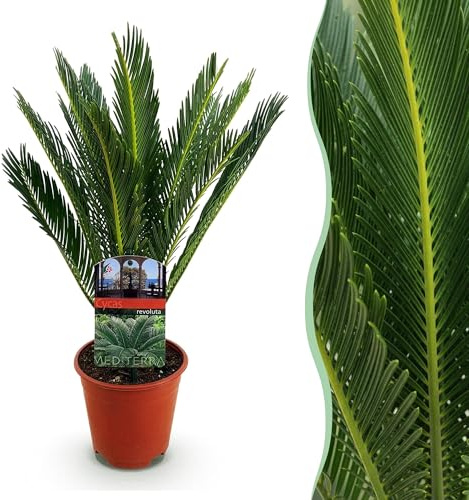Green boutiQ - Plante d'intérieur - Cycas revoluta - Palmier - Peu d'entretien - Vert - 1 - Pot 14cm - Hauteur 45-55cm
