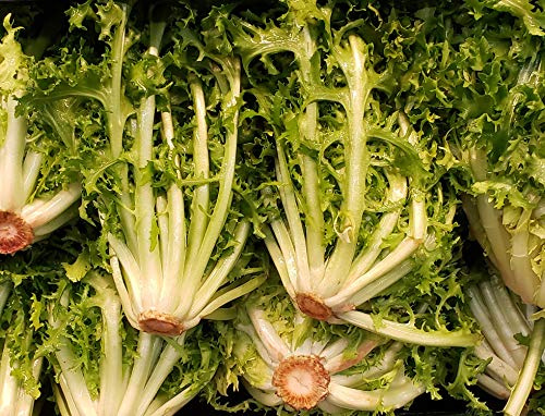 Endive Seeds “Salad King” - Bolt, Heat, and Frost Resistant Leaf Chicory aka Puntarelle | Cichorium endivia | Heirloom Seeds by Liliana's Garden |