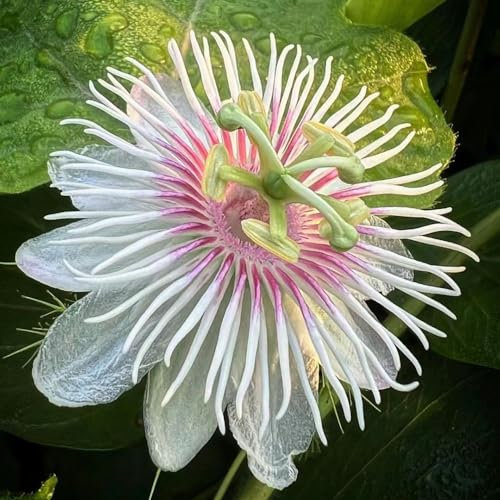 50 pcs passionsblume winterhart samen bienenwiese bienenfreund winterharte stauden pflanzen samen blumensamen kräutergarten geschenk bonsai topf balkonpflanzen flowers pflanzensamen