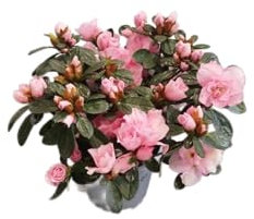 DECOALIVE Azalea Rosa en Maceta – Planta Natural para Regalo o Decoración