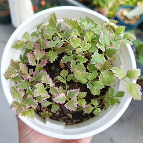 semi di crescione resistenti, crescione biologici da giardino roccioso, invernali, resistenti per l'orto Regali per gli amanti 800pcs