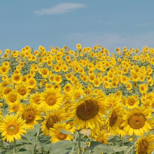 semillas decorativas de girasol - jardín, sombra de girasol perennes resistentes, Decoración de jardín para exterior, 400pcs