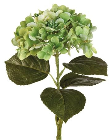 Ortensia Verde - I Fiori L'Oca Nera