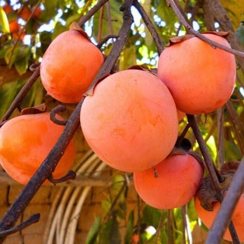 kiskick 30 Stück essbare, köstliche Kaki-Samen für den Garten, Bonsai, Hof, Baum, Pflanzendekoration, einfach zu züchten Persimone-Samen