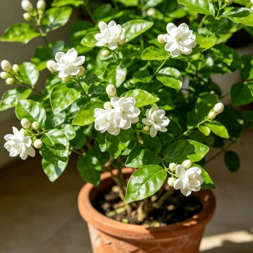jazmín - interior exóticas jardín oficina trepadora resistentes balcón 4Plantas