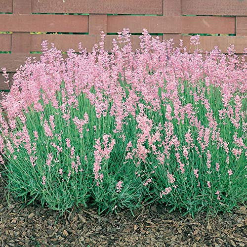 Pack of 6 Lavender Rosea in 9cm Pots, Ready to Plant Out