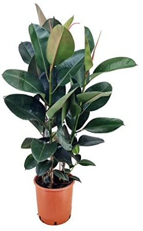 Plant in a Box - Ficus Elastica Robusta - Gummibaum - Luftreingende zimmerpflanze - Topf 24cm - Höhe 75-100cm