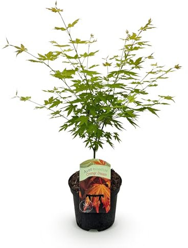 GreenboutiQ - Plante de terrasse - Érable japonais - Acer palmatum Orange Dream - Orange - 1 Plante - Caduc - Pot 19cm Hauteur 70cm