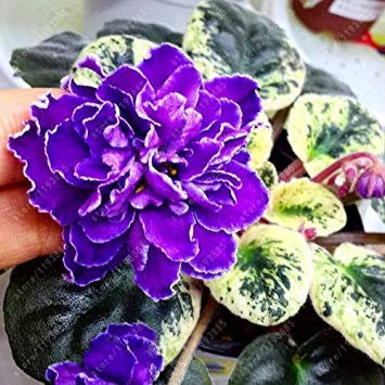 Potseed 100 Stück/Beutel Usambaraveilchen Samen Mondstein (Lebetskaya) Blumensamen Garten Blumentopf Staudenkräutersamen