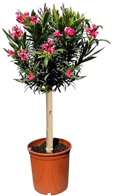 Sunny Tree - Pianta - Oleandro sul tronco - Nerium oleandro - Altezza 90-100 cm - Rosso Fabe - Pianta per esterni - Pervinca in inverno - Pianta mediterranea