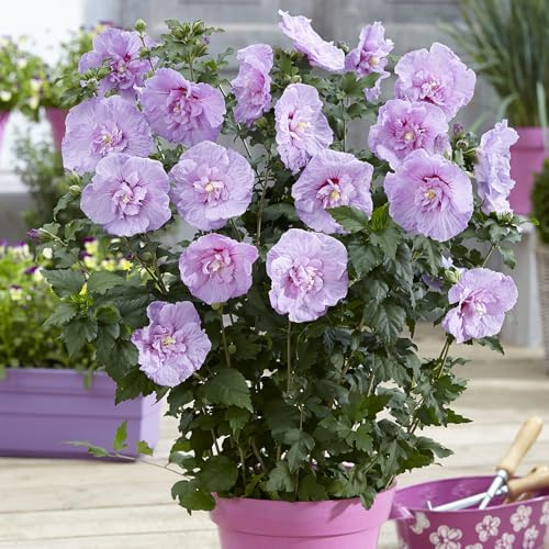 YouGarden Hibiscus 'Chiffon Lavender', Established Plant in a 3L Pot, Ready to Plant
