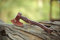 Custom Steel Viking Axe,Axt High Carbon Stahl mit Scheide Wikinger MAQ2595